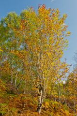 Autumn at Rogie Falls