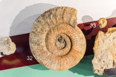 Remains of an ancient cephalopod