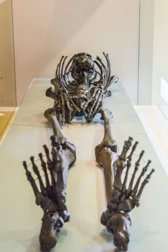 Gristhorpe Man skeleton