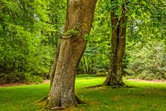 Rufus Stone, Walking trails lead through pleasant woodland