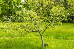 The orchard in spring