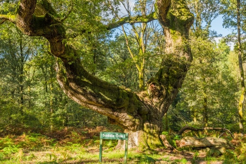 Saddle Oak 1