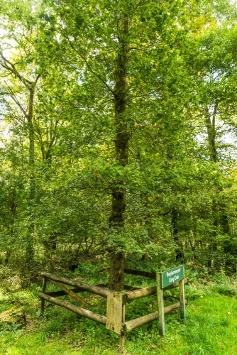 The Replacement King Oak