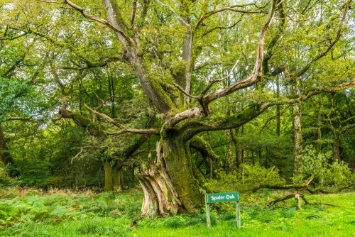 Spider Oak
