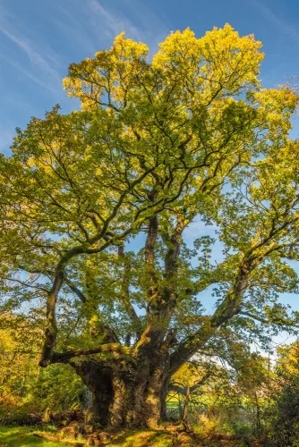 An ancient oak near Long Harry Road