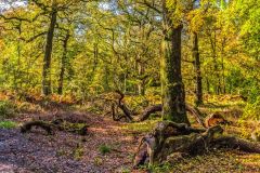 Autumn woodland near Cathedral Oak