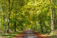 Grand Avenue, looking north