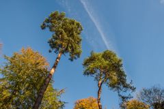 Eight Walks - looking up!