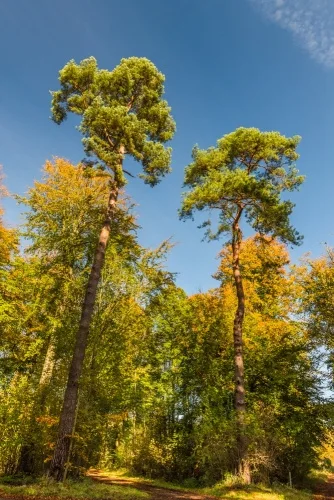 Eight Walks - the meeting place of 8 forest rides