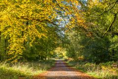 Great Lodge Drive looking west