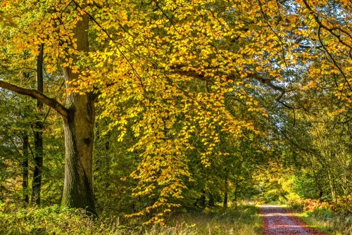 Great Lodge Drive