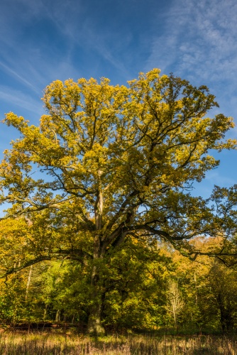 An autumn oak on Great Lodge Drive