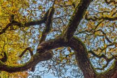 Oak branches on Grey Road