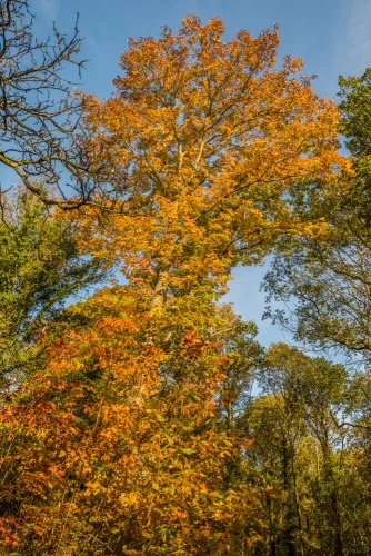 More vivid autumn colours on White Road