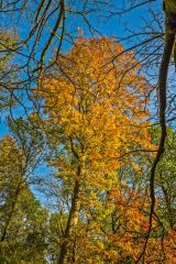 Autumn colours, White Road