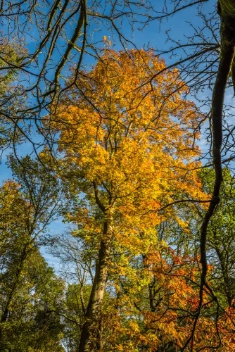 Gorgeous colours, White Road