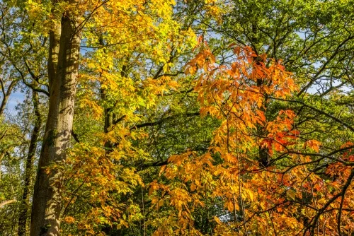 Reds and golds on White Road