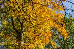 Beautiful autumn leaves, White Road