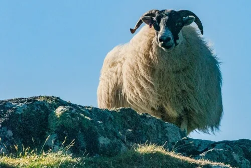 A curious local resident ...