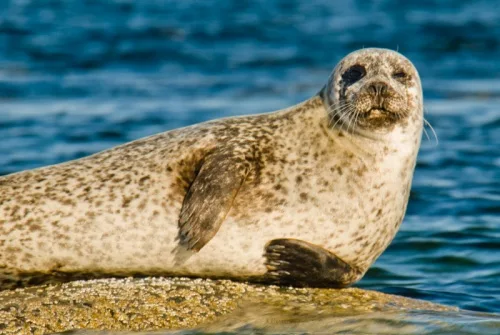 A watchful seal at Scalpsie Bay