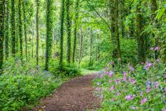 A woodland walk in the country park