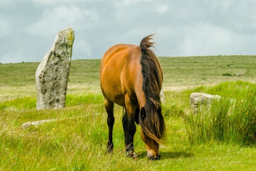 A Dartmoor pony grazing at Scorhill