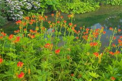 Colourful summer flowers
