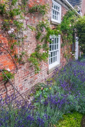 Old roses grow up the Shandy Hall wall