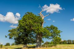 Lodge Park, 500 year old oak in the deer park