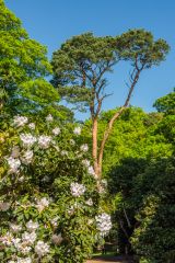 Sheringham Park, Summer colour in The Woods
