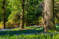 Sheringham Park, Bluebells in The Woods