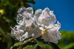Sheringham Park, Rhododendrons in the woodland