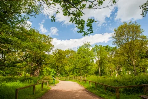 The return leg of the woodland trail