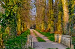 The lime tree avenue to the churhyard