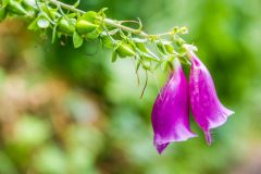 Summer colour under the tall trees