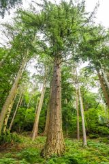 Douglas Fir, native to North America