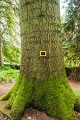 Noble Fir, native to Washington and Oregon, USA