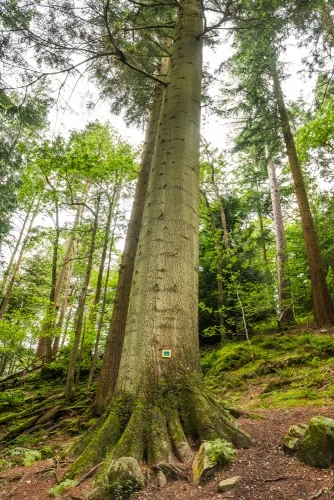The tallest Grand fir in Cumbria (58m)