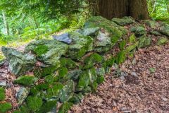 A traditional drystone wall leads through the woods