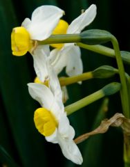 Wild daffodils