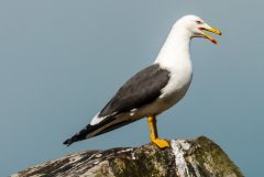 One of the [many] herring gulls!