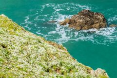 A colourful clifftop in spring