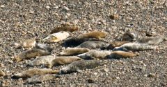 Atlantic grey seals enjoying the sun