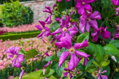 Sledmere's colourful gardens