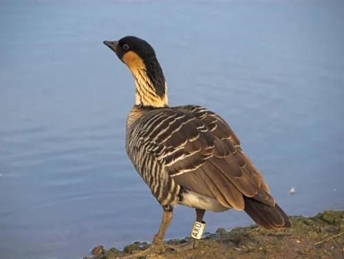 A Hawaiian Goose at Slimbridge