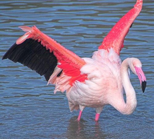 A pink flamingo spreads its wings