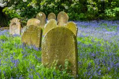 Bluebells surround old gravestones in the churchyard