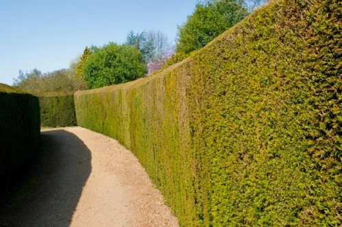 Inside the yew maze