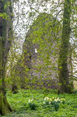 South Elmham Minster, Daffodils grow amid the ruins