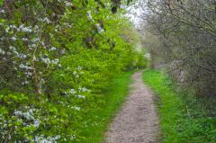 South Elmham Minster, The trail to the Minster